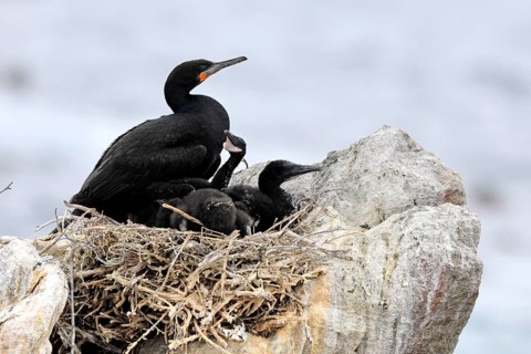Cape cormorant (Phalacrocorax capensis), adult, chicks, nest, on rocks, Betty's Bay, Stony Point