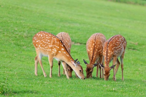 Four female Dybowski deer (Cervus nippon hortulorum) graze on a green meadow at sunrise. China,