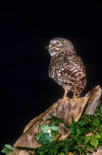 Athena Noctua, Little Owl, Little Owl, Birds, Owls, High Size, Portrait, Owls, Strigiformes, Birds