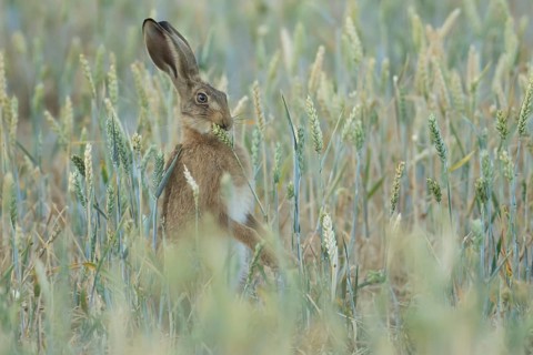 European brown hare (Lepus europaeus) adult animal feeding on a farmland wheat crop sheath in