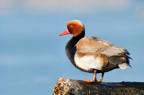 Red-crested Pochard (Netta rufina), a drake standing on a tree trunk in the water, Lake Constance,