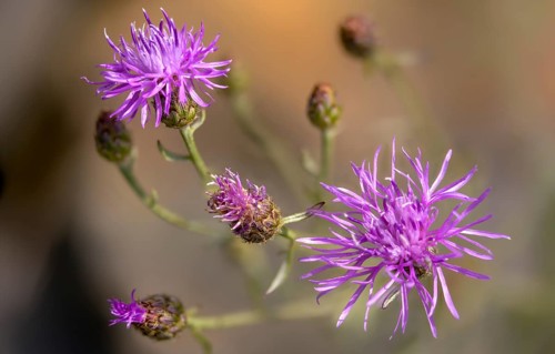 Asteraceae, centaurea sturgeon, spotted knapflower, daisy, panicle flake, spotted knapweed,