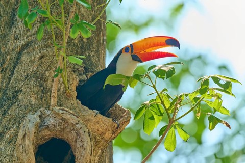 A toucan peeks out from a tree, surrounded by green foliage, giant toucan (Ramphastos toco),