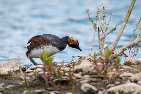 Black-necked grebe, podiceps nigricollis, black-necked grebe, birds, breed, brood, grebe,