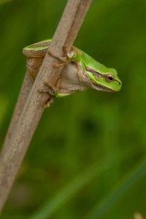 Eastern tree frog, hyla orientalis, tree frog, amphibians, amphibians, Bulgaria, frog, frog, high