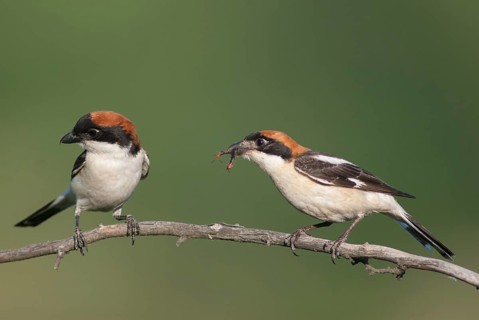 Lanius senator, red-headed shrike, woodchat shrike, birds, Bulgaria, female, male, passeri,