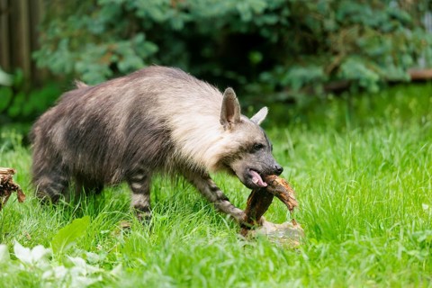 On a cloudy day, a brown hyena (Hyaena brunnea) gnaws on a thick branch of a dead tree lying on the