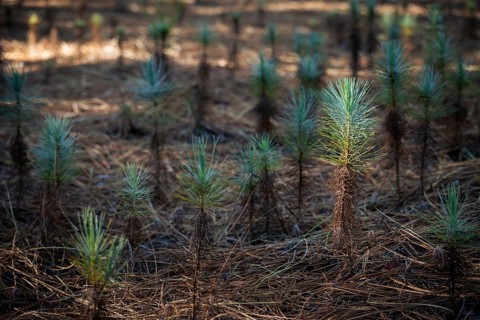 Small young Canary Island pine trees (Pinus canariensis) . La Palma, Canary Islands, Spain