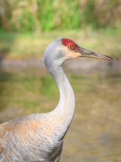 Lesser Sandhill Crane, (Grus canadensis), George C. Reifel Migratory Bird Sanctuary, Delta, British