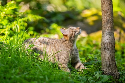 European wildcat (Felis silvestris silvestris) on a meadow, Hesse, Germany