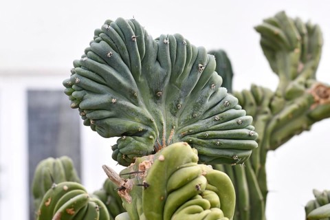 Crested Myrtillocactus Geometrizans, also called Blue Myrtle Cactus showing its sculptural crest