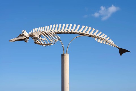 Skeleton on display of a Cuvier's beaked whale (Ziphius cavirostris), Gran Tarajal, Fuerteventura,