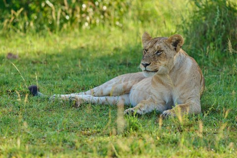 The lioness is alert and is sitting on a green meadow in the wilderness, lion (Panthera leo), Masai