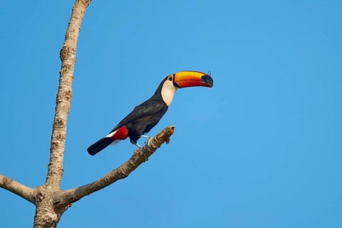 A toucan perched on a branch with a captured insect in its beak, giant toucan (Ramphastos toco),