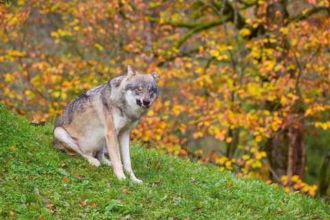 An adult male eurasian gray wolf (Canis lupus lupus) sits on a green meadow on hilly terrain. A