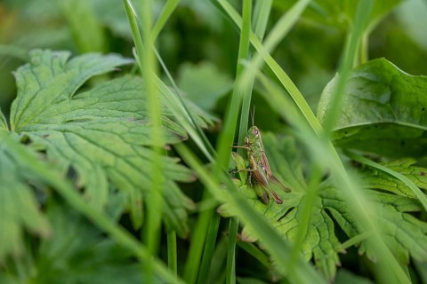 Great green bush cricket (locusta), grasshopper, on a blade of grass in a meadow, Tyrol, Austria