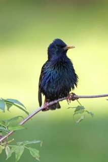 Common Starling (Sturnus vulgaris), Brandenburg, Germany