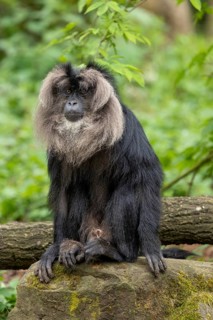 A monkey with bushy fur sits quietly on a rock amidst green leaves, bearded macaque (Macaca