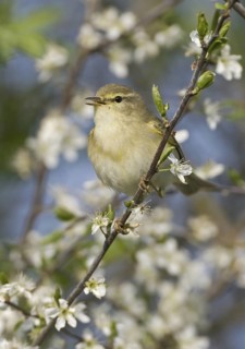 Willow Warbler (Phylloscopus trochilus), Saxony, Germany