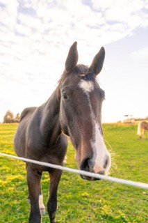A black horse stands in a meadow in front of a fence, the sun shines brightly in the background,
