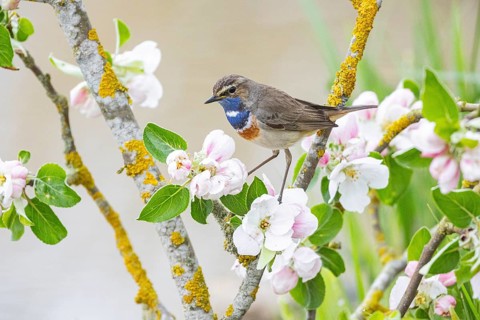 Bluethroat (Luscinia svecica cyanecula) ml Germany