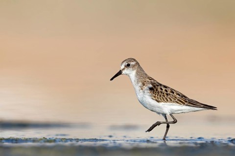 Animals, Birds, Little Sandpiper, (Calidris minuta), Biotope, Habitat, Foraging, Migratory bird,