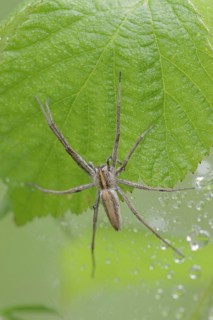 Nursery web spider (Pisaura mirabilis), female, North Rhine-Westphalia, Germany