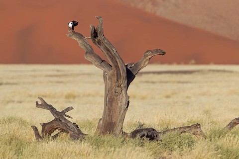 Pied Crow (Corvus albus), Hardap, Namib-Naukluft National Park, Namibia