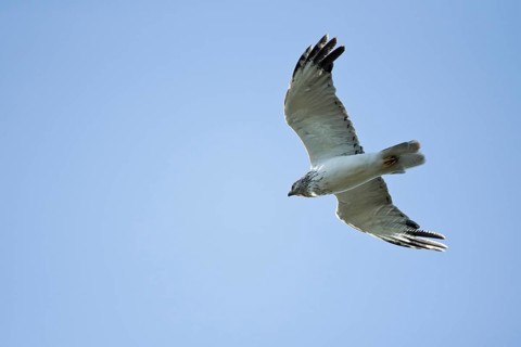 Eastern Marsh Harrier (Circus spilonotus) male flying, Dornod Aimag, Mongolia
