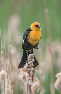 Yellow-headed Blackbird (Xanthocephalus xanthocephalus) male perched on a cattail, British