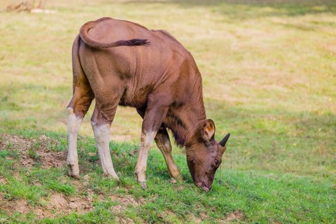 A female Gaur (Bos gaurus gaurus) stands grazing on a green meadow