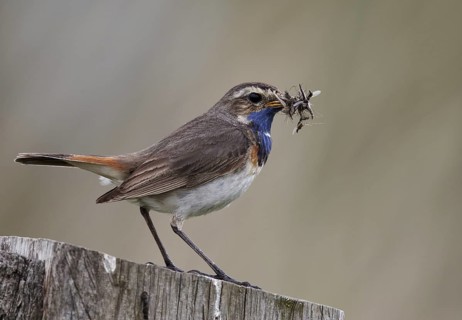 Bluethroat (Luscinia svecica cyanecula) male, Schleswig-Holstein, Germany