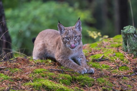 One young Eurasian lynx, (Lynx lynx), resting on a mossy forest floor