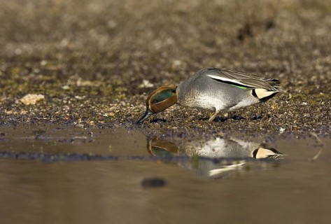 Eurasian Teal (Anas crecca) male, Castile-La Mancha, Spain