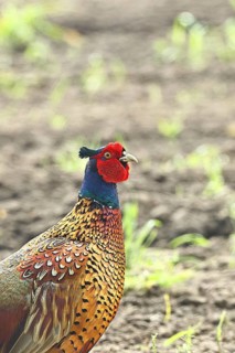 Pheasant, hunting pheasant (Phasianus colchicus), adult male bird on a field, animal portrait,