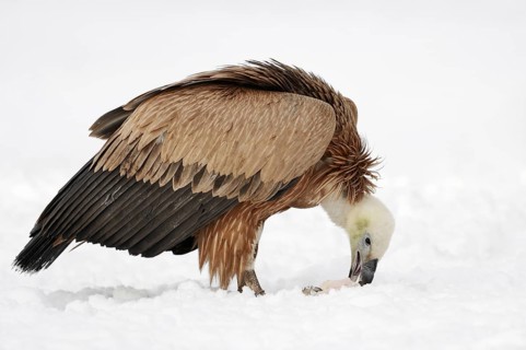 Griffon vulture (Gyps fulvus) at carrion in winter, Germany