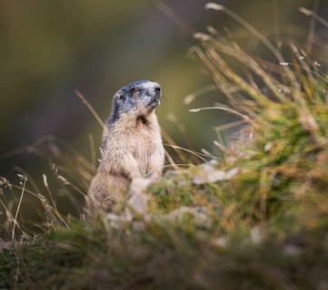 Alpine marmot (Marmota marmota) looking alert, Grisons, Switzerland