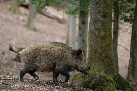 Boar in summer, Wittlich, Rhineland-Palatinate, Germany