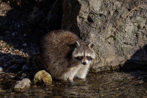 One Raccoon, Procyon lotor, looking for food between the pebbles in shallow water