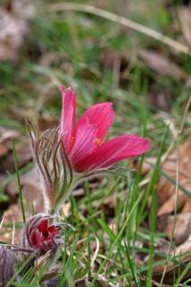 Pasque flower (Pulsatilla vulgaris), cow-orchid, in a meadow, medicinal plant, spring flower, early