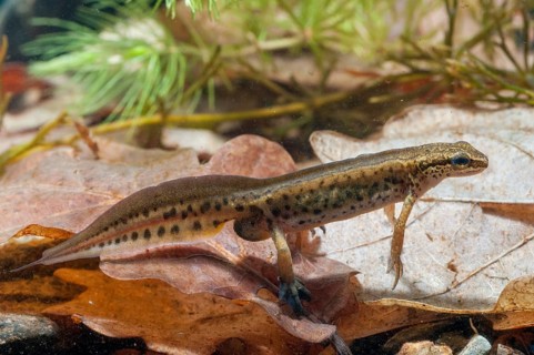 Threaded newt, Lissotriton helveticus, palmate newt, Triturus helveticus, amphibians, amphibians,