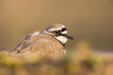 Little Ringed Plover (Charadrius dubius), North Rhine-Westphalia, Germany