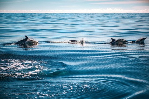 A pod of dolphins swimming in the open sea and leaping out of the water, short-beaked common