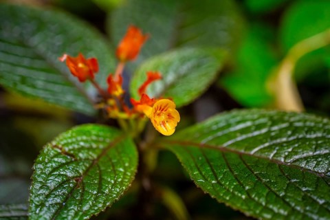 Yellow blossom, Details in the jungle, Dense vegetation, Tortuguero National Park, Costa Rica