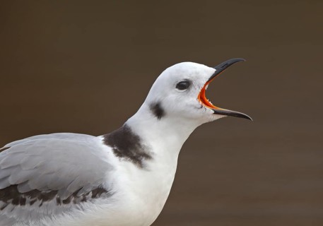 Black-legged Kittiwake (Rissa tridactyla) 1st year, calling, Ohio, USA