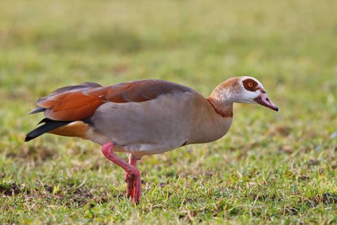 Egyptian Goose (Alopochen aegyptiaca), North Rhine-Westphalia, Germany