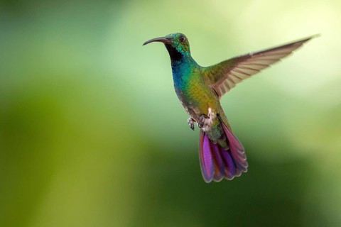 Green-breasted Mango (Anthracothorax prevostii) male flying, Peten, Guatemala