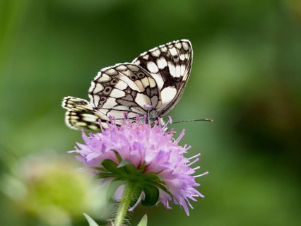 A chessboard moth (Melanargia galathea) perched on a purple flower, surrounded by a blur of green,
