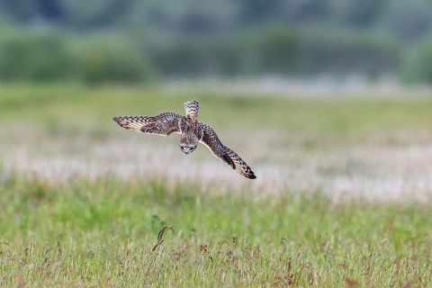 Short-eared owl (Asio flammeus) hunting adult flying over field and diving on mouse prey in the