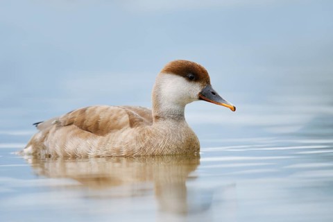 Red-crested Pochard (Netta rufina), female swimming, Lake Constance, Baden-Württemberg, Germany